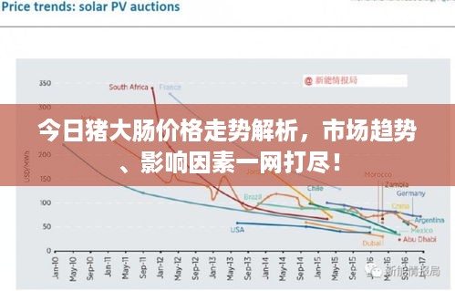 今日猪大肠价格走势解析，市场趋势、影响因素一网打尽！