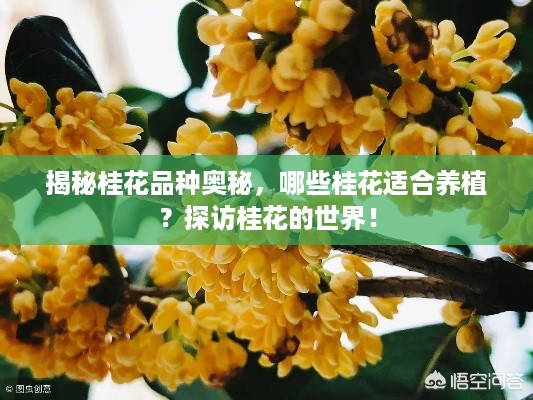 揭秘桂花品种奥秘，哪些桂花适合养植？探访桂花的世界！