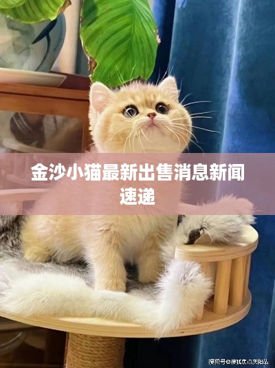 金沙小猫最新出售消息新闻速递