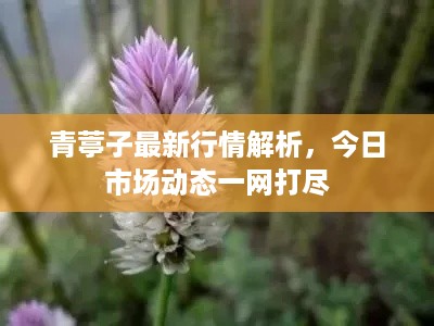 青葶子最新行情解析，今日市场动态一网打尽