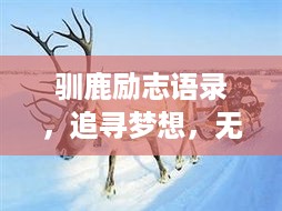 驯鹿励志语录，追寻梦想，无畏前行