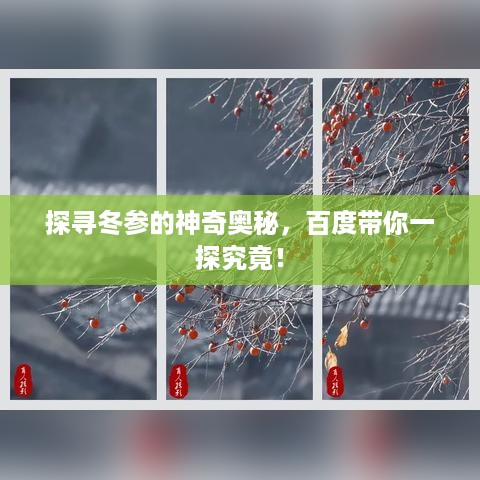探寻冬参的神奇奥秘，百度带你一探究竟！