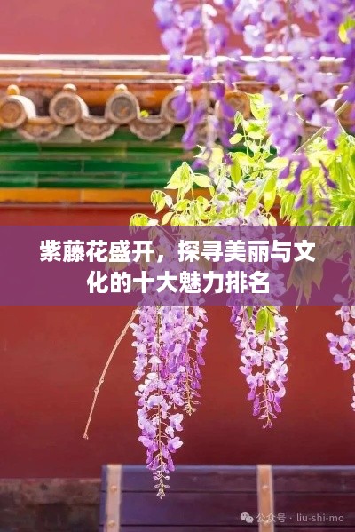 紫藤花盛开，探寻美丽与文化的十大魅力排名