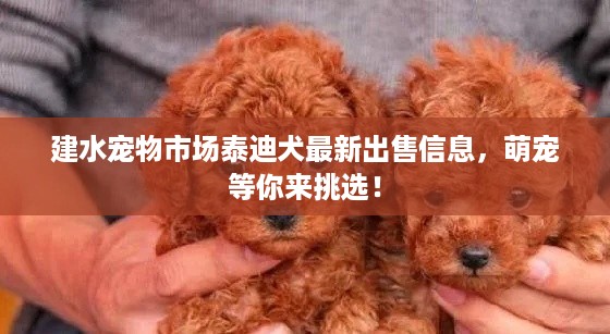 建水宠物市场泰迪犬最新出售信息，萌宠等你来挑选！